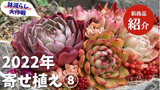 【多肉植物】2022年寄せ植え⑧