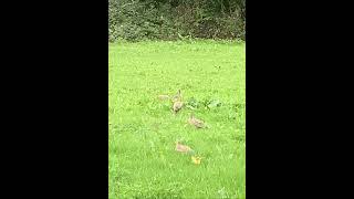 Pheasants’ family // wild animals // faisan