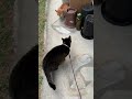 野良ちゃんには勝てません cat キジ 猫のいる暮らし 我が家のキジ猫さん