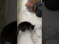 野良ちゃんには勝てません cat キジ 猫のいる暮らし 我が家のキジ猫さん