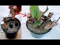 How to Propagate Cordyline from cuttings//with 100% success