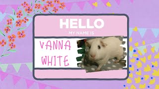 Guinea Pig Gets an Intro Video: Meet Vanna