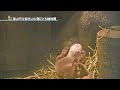 コツメカワウソの赤ちゃん部屋では…？①