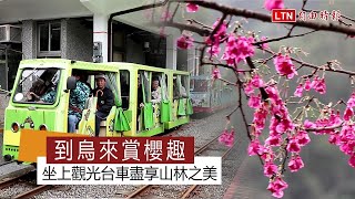 到烏來賞櫻趣 坐上觀光台車盡享山林之美