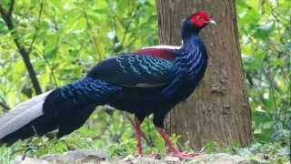 藍腹鷴(Swinhoe's Pheasant)-回眸