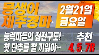 몽생이 제주경마/2월21일/금요일/최선적중!/분위기 이어가자!