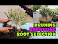 Adenium Arabicum  REPOTTING, PRUNING,  ROOTS SELECTION & REPLACEMENT OF PLANTING MEDIA Desert Rose