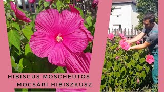 HATALMAS VIRÁGOKKAL rendelkező évelő | Hibiscus moscheutos - Mocsári hibiszkusz