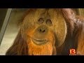 Zoo's orangutan center