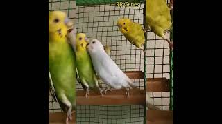 Love Birds|Naan Adicha| நான் அடிச்சா#shorts