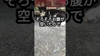 🐱お腹が空いたのでご飯をいただけますかしら〜