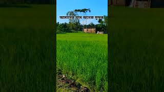 আমাদের গ্রাম অনেক সুন্দর 😍🤗🌿❤️‍🩹#trendingshorts #viralvideo #village #fyp #foryou