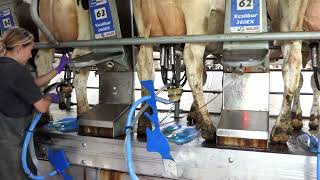 Proven Way To Improve Udder Health - Lactalign: Award Winning Tool to Prevent Mastitis in Dairy Cows