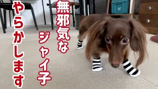 大惨事！？犬達に靴下を履かせたら大変な事になってしまいました…【元保護犬】【チワックス/カニンヘンダックス/トイプードル】