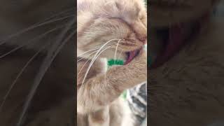 近距离观看猫咪洗脸|Watch a cat wash its face up close