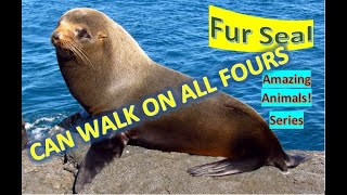 Fur Seals facts 🦭 any of nine species of pinnipeds