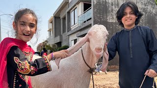 Bakra Eid Mubarak🐐 || First Day Celebration🎉 @MUSATANVEER