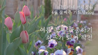 튤립이 피는 봄 정원/봄꽃 튤립 비올라 꽃밭/여름 꽃씨 파종/쇠뜨기제초