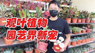 观叶植物低高颜值低养护 成园艺界新宠