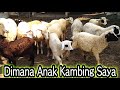 Kambing Dimana Anak Kambing - Lagu anak Kambing Saya.