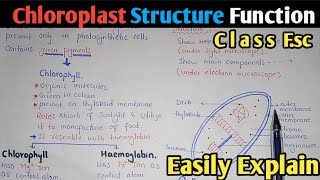 Chloroplast Structure And Functions | Stroma | Class 11 Biology