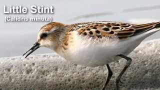 Little Stint  Bird Call and Pictures for Teaching