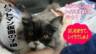 仮面の子猫　ラガマフィンの３ヶ月の子猫レイラが来た日 PART 1