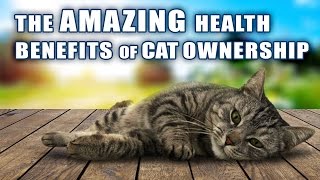 Amazing Health Benefits Of Cat Ownership