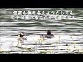 ヒナには大きすぎる魚～カンムリカイツブリの子育て④ 　great crested grebe