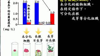 10701北一暑輔選修生物ch4 3 11細胞分裂素的功能三御