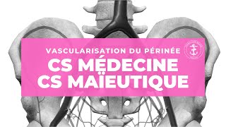 CS Médecine/Maïeutique - Vascularisation du périnée