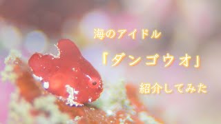 【ゆっくり解説】海のアイドル「ダンゴウオ」紹介してみた！