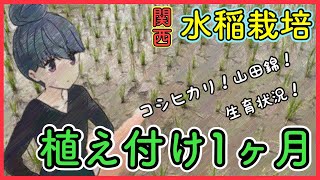 令和5年(2023年)水稲の生育状況！コシヒカリ！山田錦！