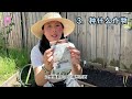 【garden100】绿肥 green manure｜改良大面积土地的简单有效的方法｜a simple and effective method to improve large scale land