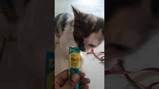 Mixdom kitten first time eating Me-O Creamy Treats Tuna Boneto Flavor || Konejo Naughty Cat