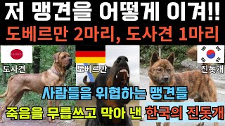 [해외감동사연] 저 개가 사람들을? 도베르만 둘과 도사견 하나에게 포위 된 사람들, 미국이 눈물흘린 진돗개의 충격적인 사연