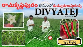 రామకృష్ణపురం గ్రామంలో దుమ్ముదులుపుతున్న DIVYATEJ హైబ్రిడ్ #మిరప రకం | Chilli Forming | 1St Field