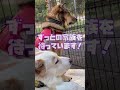 恋するアドリア　：　里親募集中のワンコ shorts 保護犬 里親募集 里親 殺処分 ワンコ 犬 雑種 譲渡 動物愛護 飼い方 保護 かわいい dog