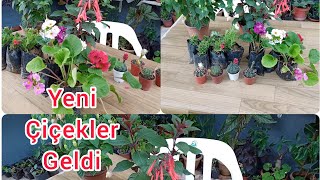 SERAMIZA YENİ VE GÜZEL ÇİÇEKLER ALDIK.[we bought new and beautiful flowers in our greenhouse]