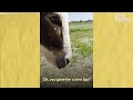 mini donkey is total chaos and her puppy friend loves it the dodo odd couples