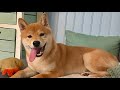 5 month old Shiba Agua Shedding makes me thin!