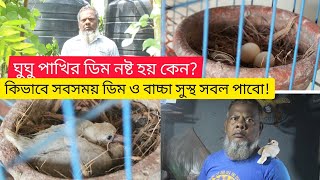 কি কি কারনে ঘুঘু পাখির ডিম নষ্ট হয়? কিভাবে ঘুঘুর ডিম ও বাচ্চা সুস্থ সবল পাবেন!australian doves egg🐦