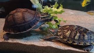 Malayan box turtle \u0026 red-eared slider eating lettuce