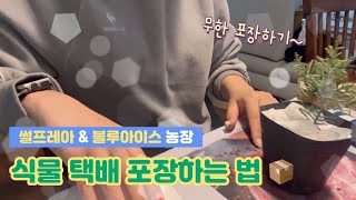 안전하게 식물 택배 포장하는 방법!(feat. 썰프레아🌱)