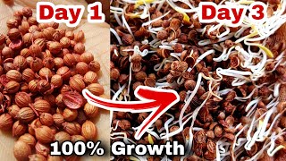 Grow coriander with this method in 3 Days (Dhaniya Special)
