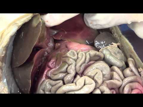 Fetal Pig Dissection Part 2) Fetal Pig Dissection Part 2)
