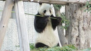 高いところから美味しそうな竹のにおいがする！！ 立ち上がるタンタン🐼 ずっと健やかな日々が続くよう願って🐼 #4KUPCONVERT #王子動物園🐼