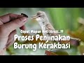 Tips Menjinakan Burung Kerakbasi Alis Putih, Kerakbasi Alis Hitam, Kerakbasi Besar, Kerakbasi Ramai