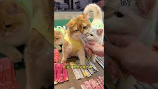 金渐层这种笨猪猪，都能十分钟学会握手！还有什么事不可以？#金三柜#谁能拒绝傻憨憨的小猫咪