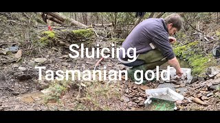 Tasmania's gold, sluicing a gold rich creek